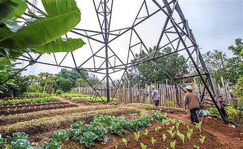 Understanding the Urban Farm: A Masterpiece of Brazilian Agricultural Innovation!